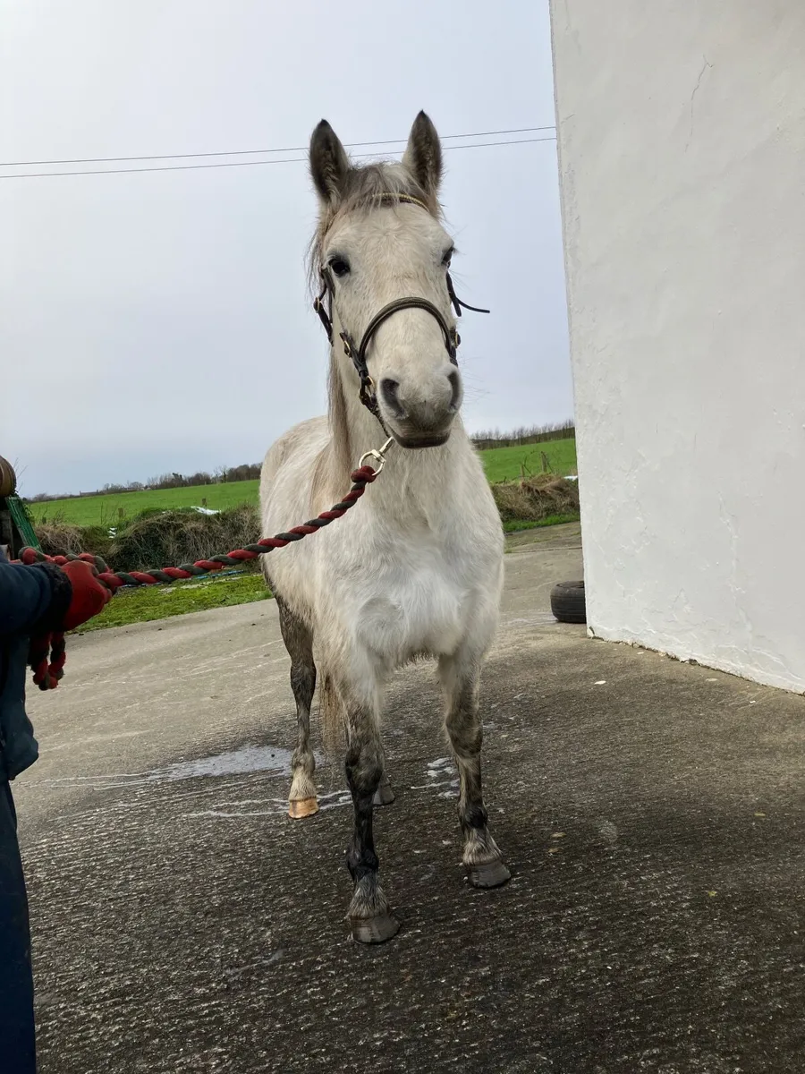 Connemara pony - Image 2