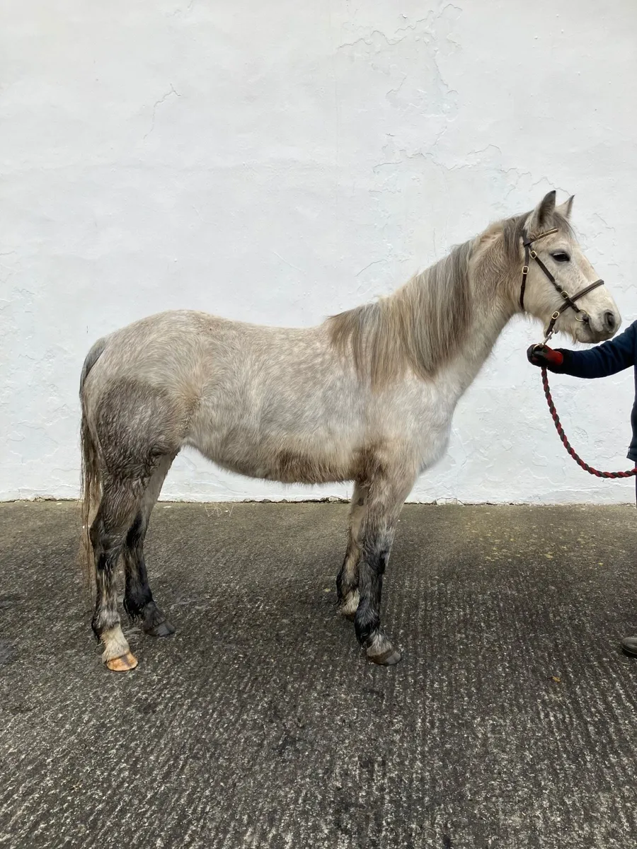 Connemara pony - Image 1