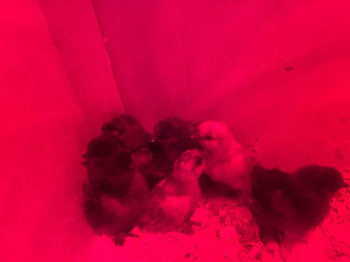 Hens - Image 4