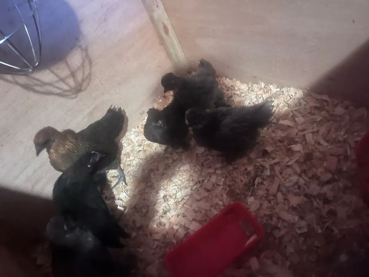 Hens - Image 3