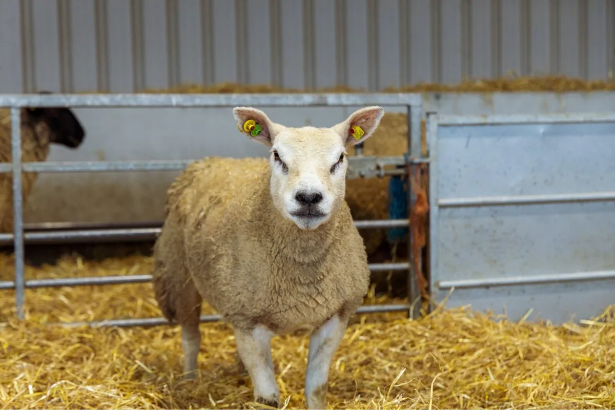 Pedigree Texel Hoggets - Image 2