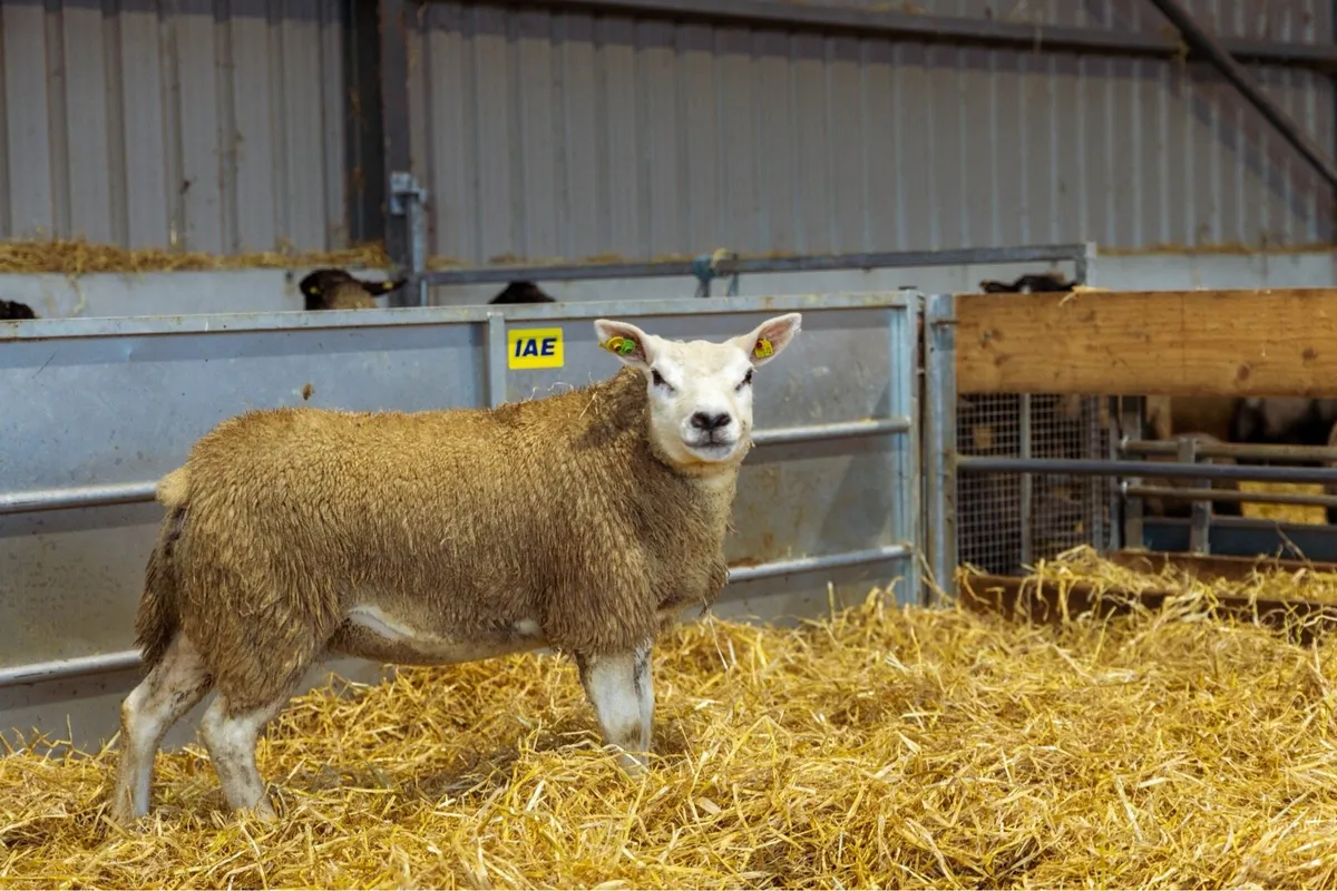 Pedigree Texel Hoggets - Image 3