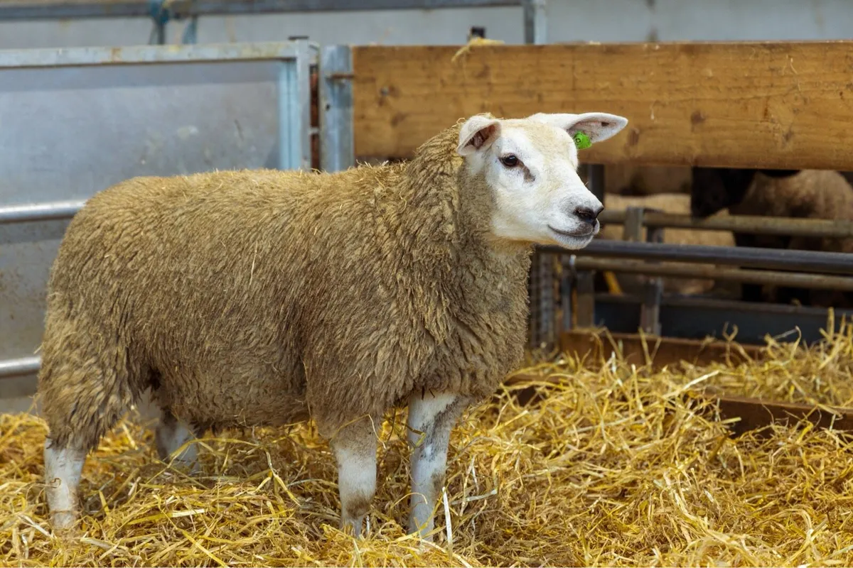 Pedigree Texel Hoggets - Image 4