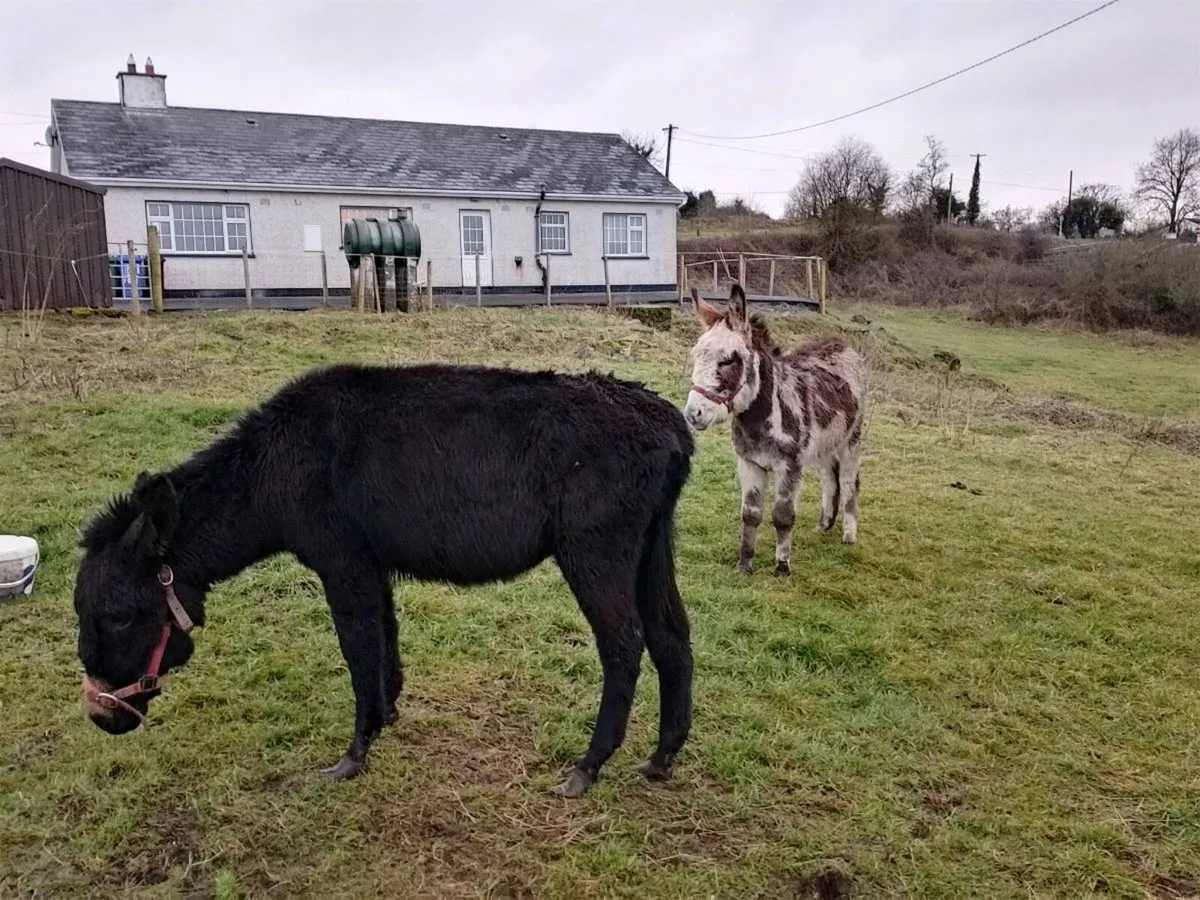 Donkeys - Image 1