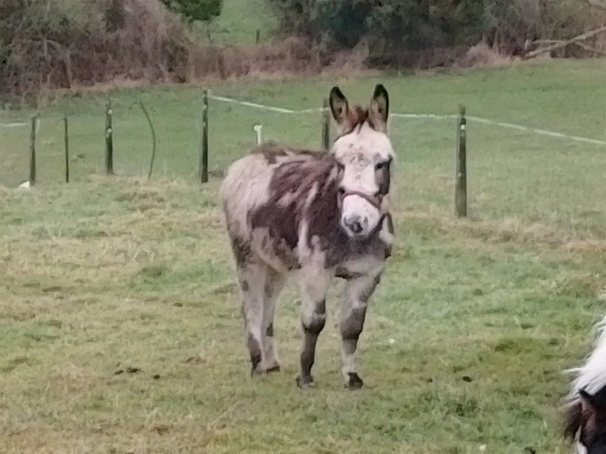 Donkeys - Image 4