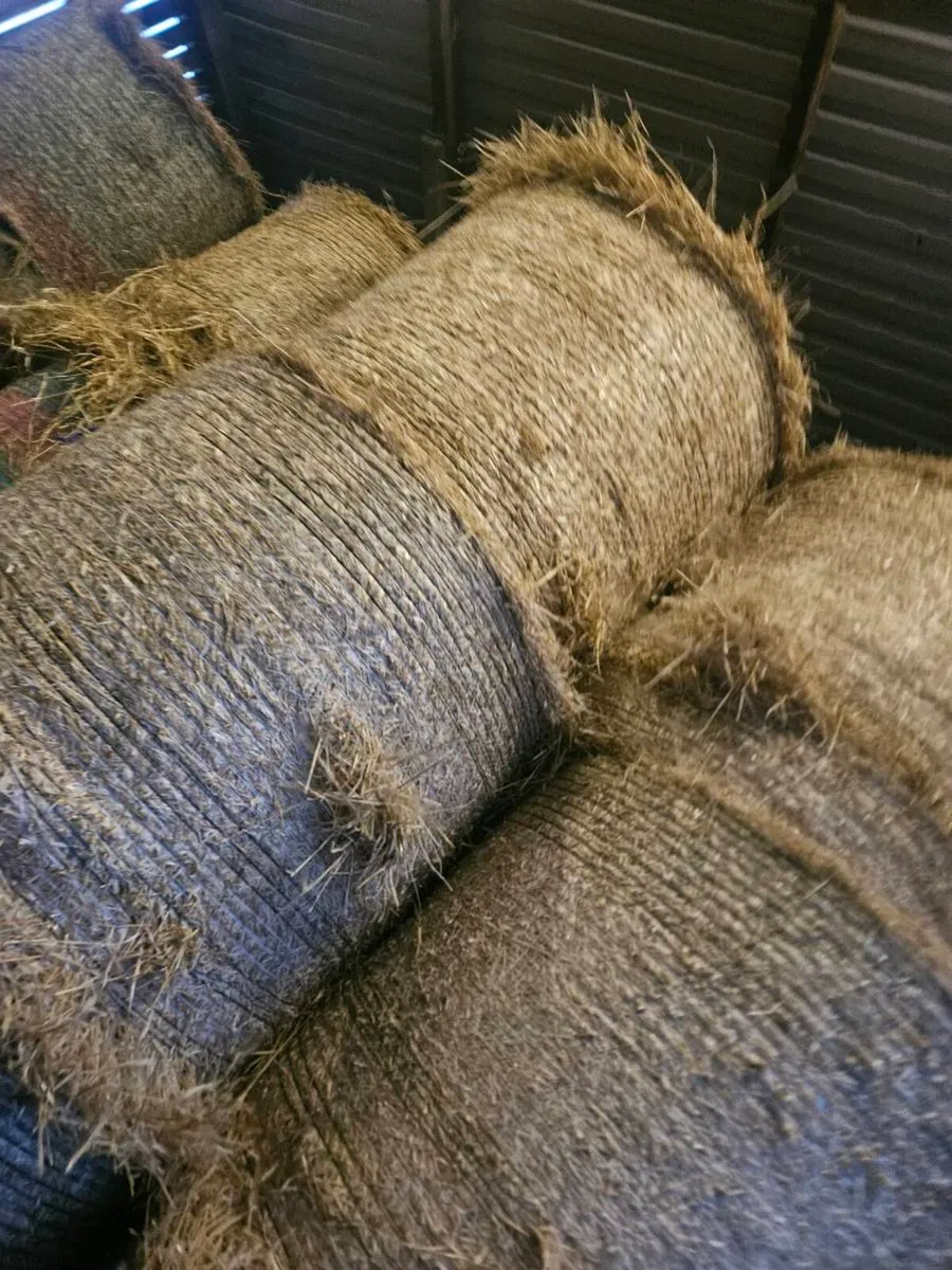 Bales of barley straw - Image 2