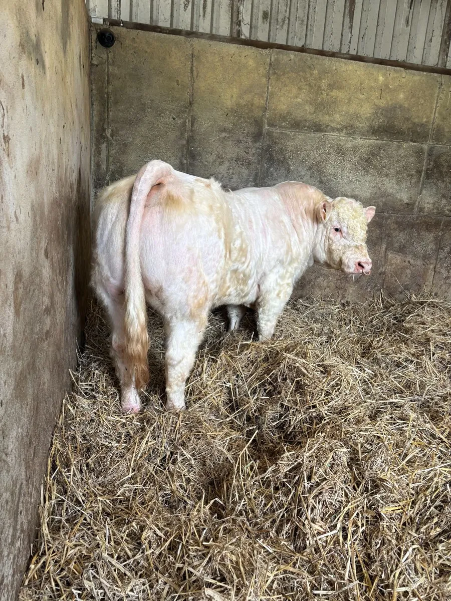 Pedigree Charolais Bull - Image 1