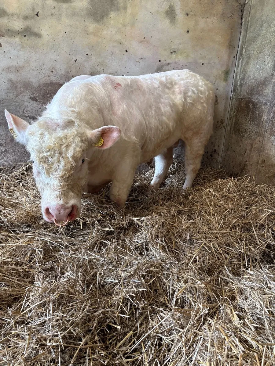 Pedigree Charolais Bull - Image 4