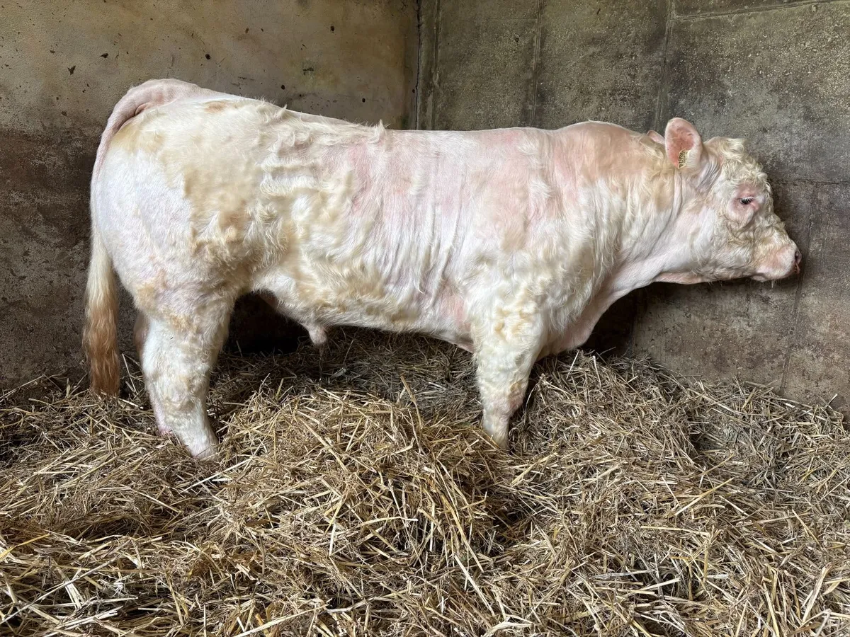 Pedigree Charolais Bull - Image 2