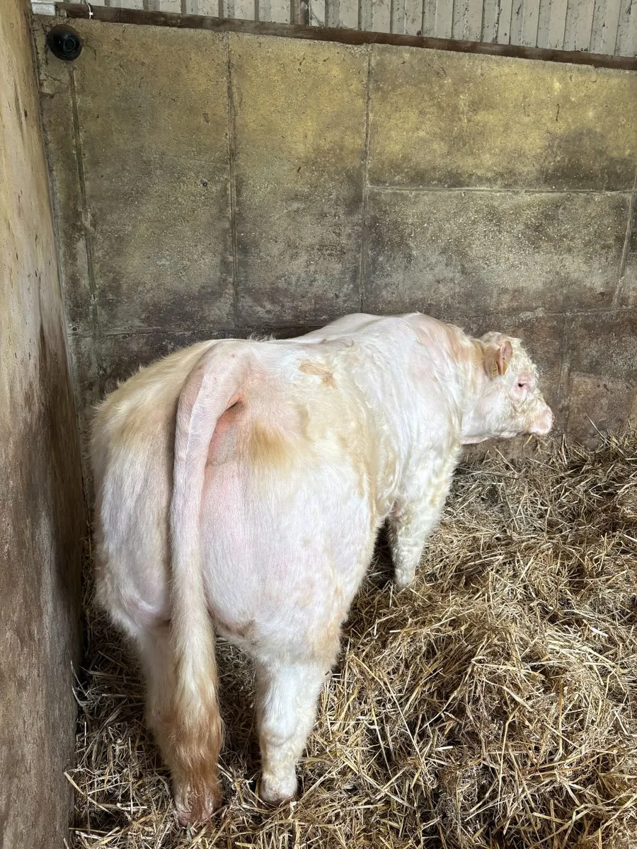 Pedigree Charolais Bull - Image 3