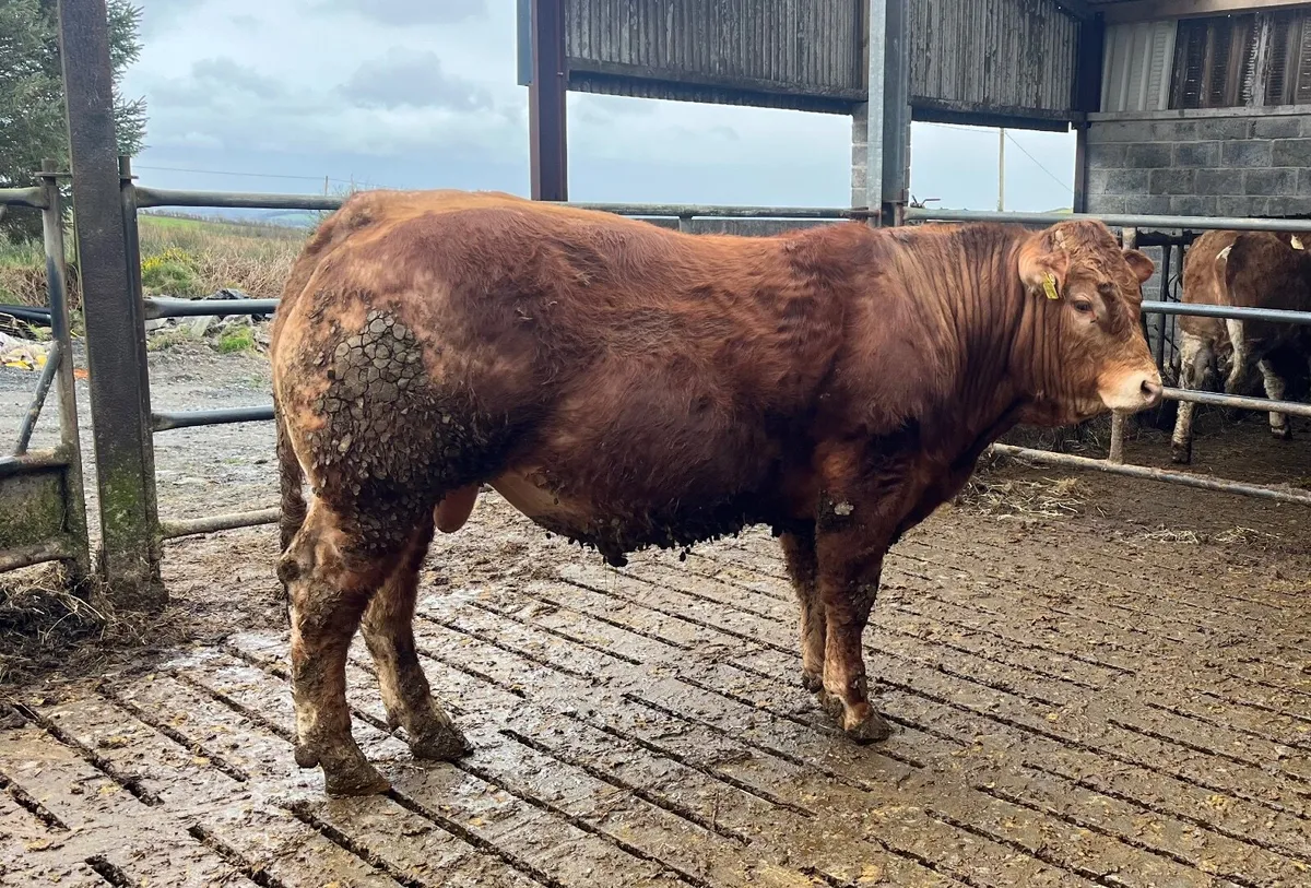 Purebred Registered Limousin Bull - Image 2