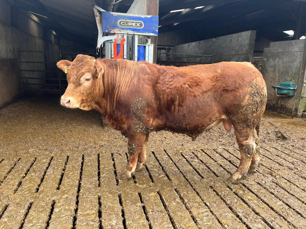 Purebred Registered Limousin Bull - Image 3