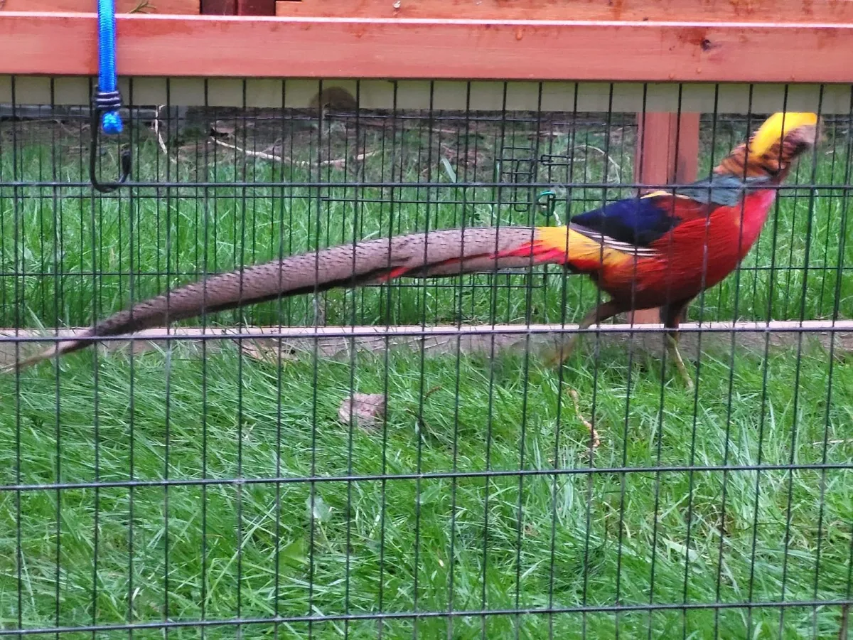 Red Golden Pheasant Pair - Image 2
