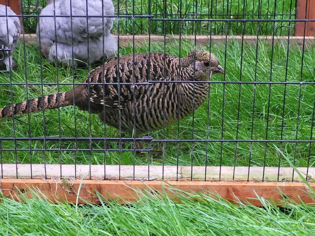 Red Golden Pheasant Pair - Image 3