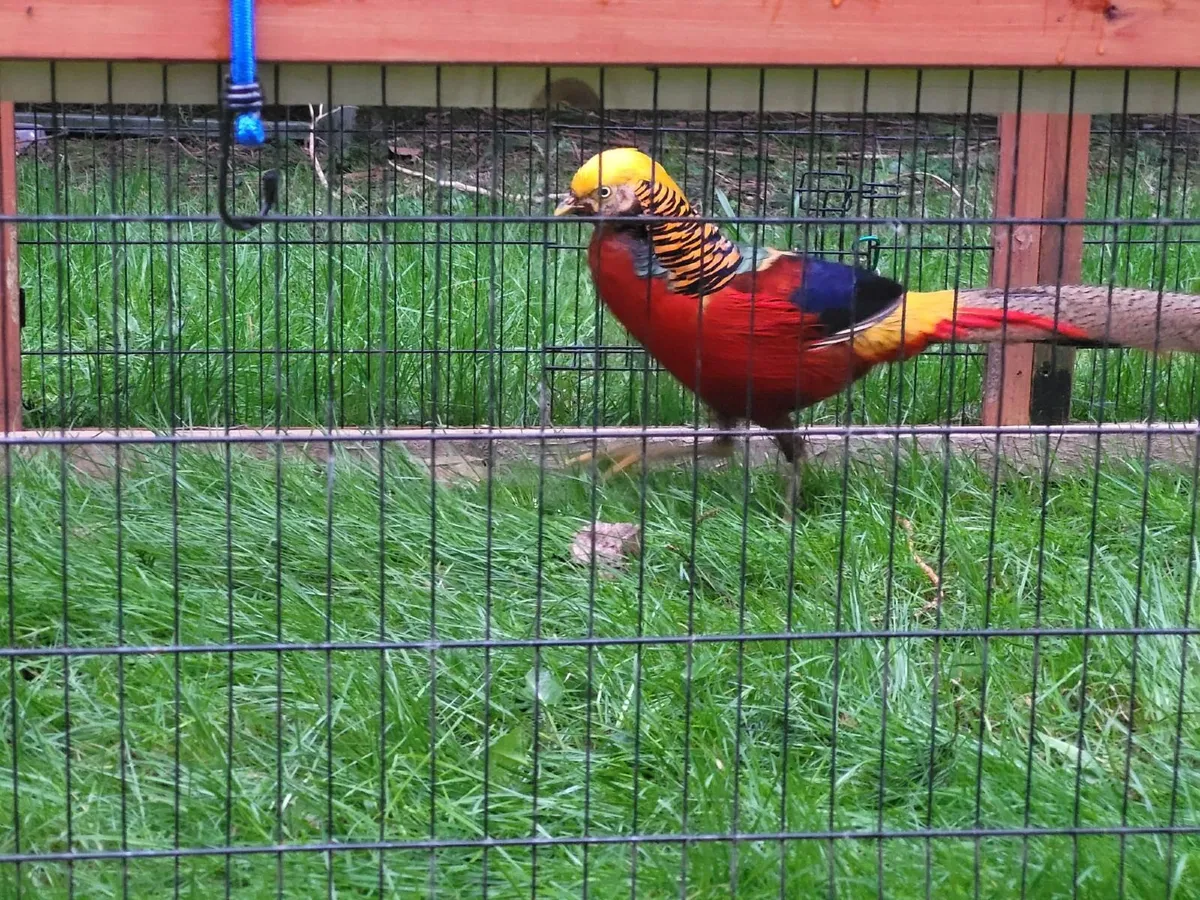 Red Golden Pheasant Pair - Image 1