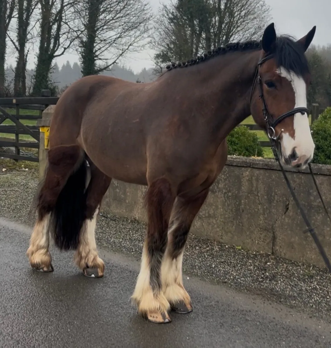 💫Lot.95 goresbridge horse sales💫 - Image 1