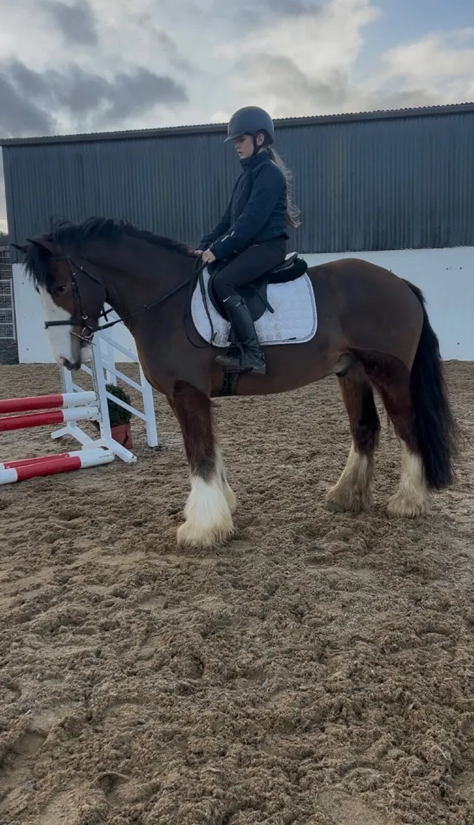 💫Lot.95 goresbridge horse sales💫 - Image 2