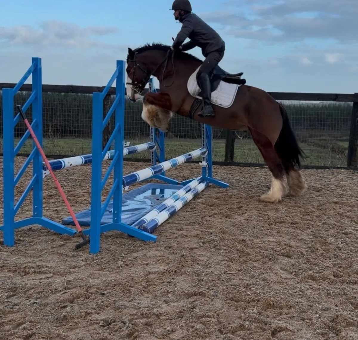 💫Lot.95 goresbridge horse sales💫 - Image 4