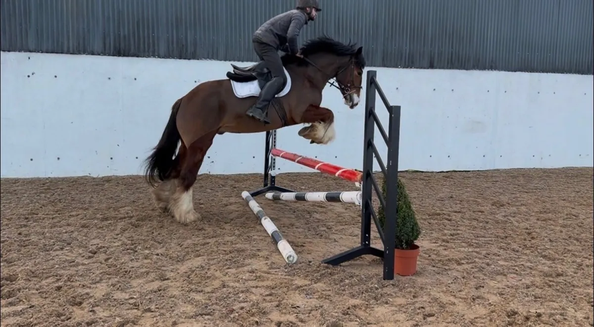 💫Lot.95 goresbridge horse sales💫 - Image 3