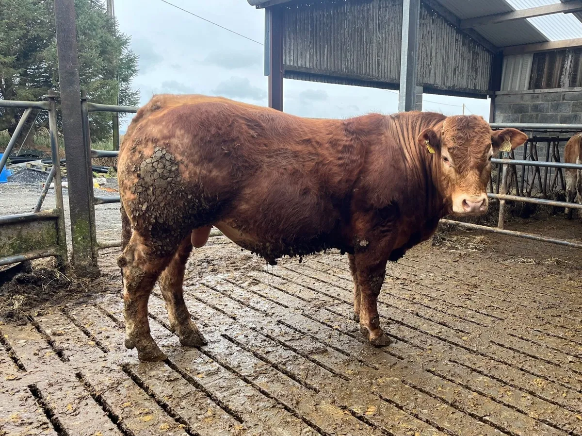 Purebred Registered Limousin Bull - Image 1