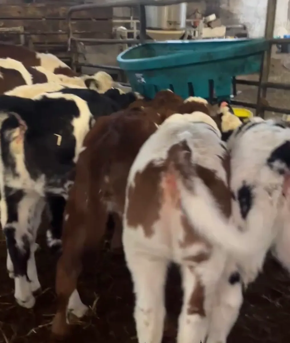 7 smashing Roan & Blue heifer calves - Image 1