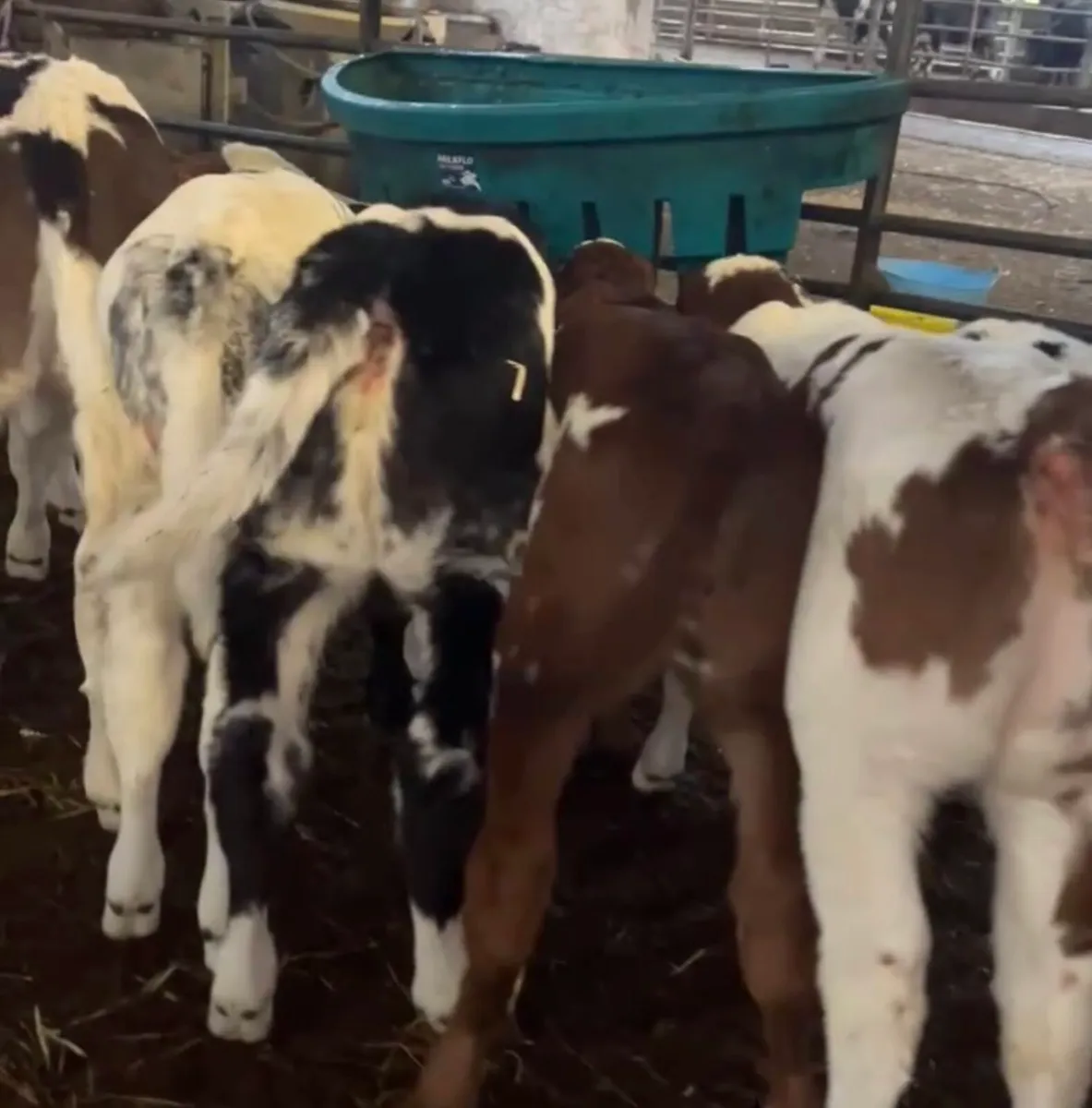 7 smashing Roan & Blue heifer calves - Image 2