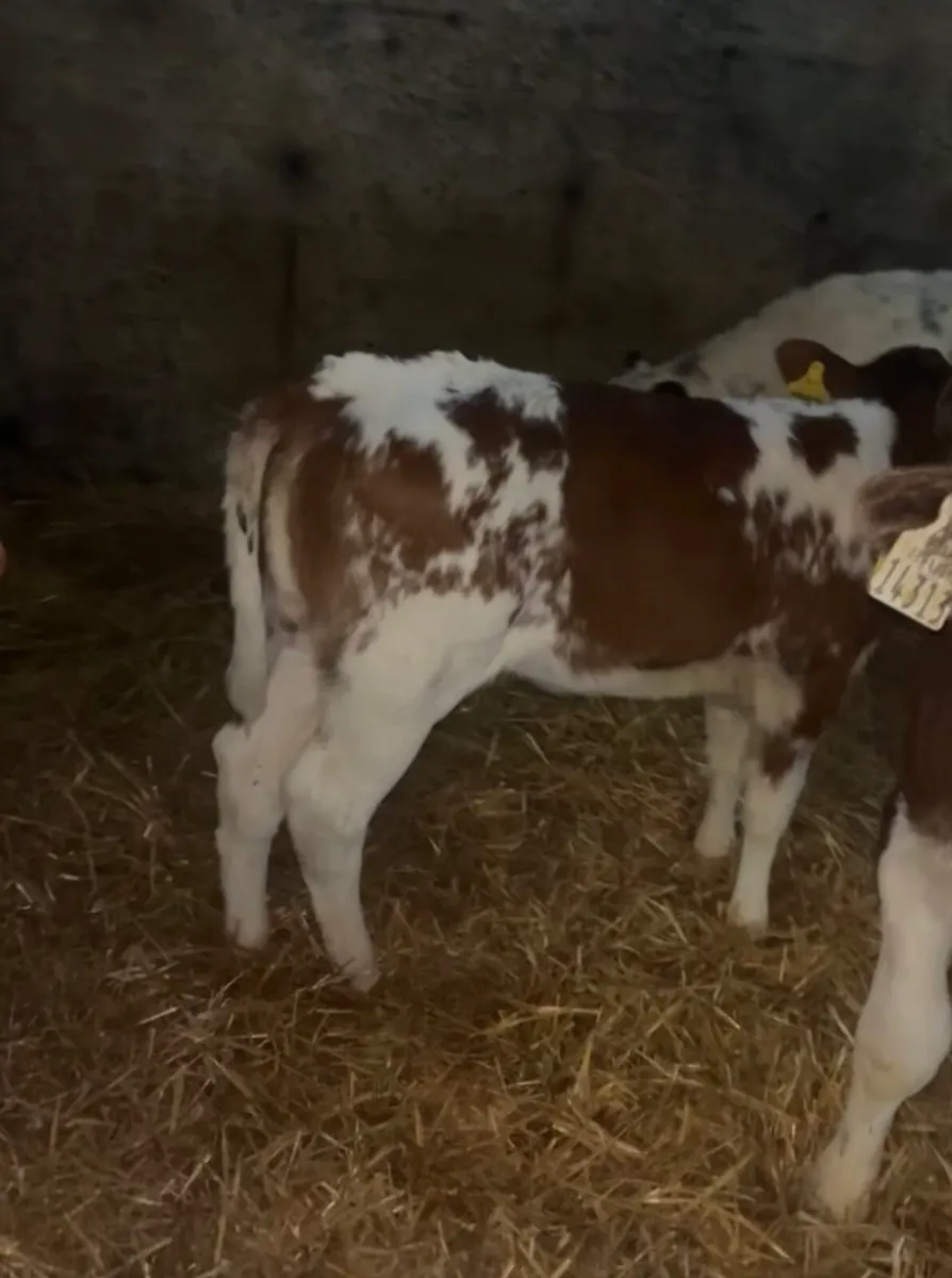 7 smashing Roan & Blue heifer calves - Image 3