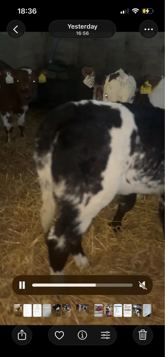 7 smashing Roan & Blue heifer calves - Image 4