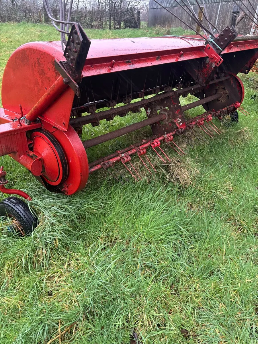 Lely cock pheasant - Image 2