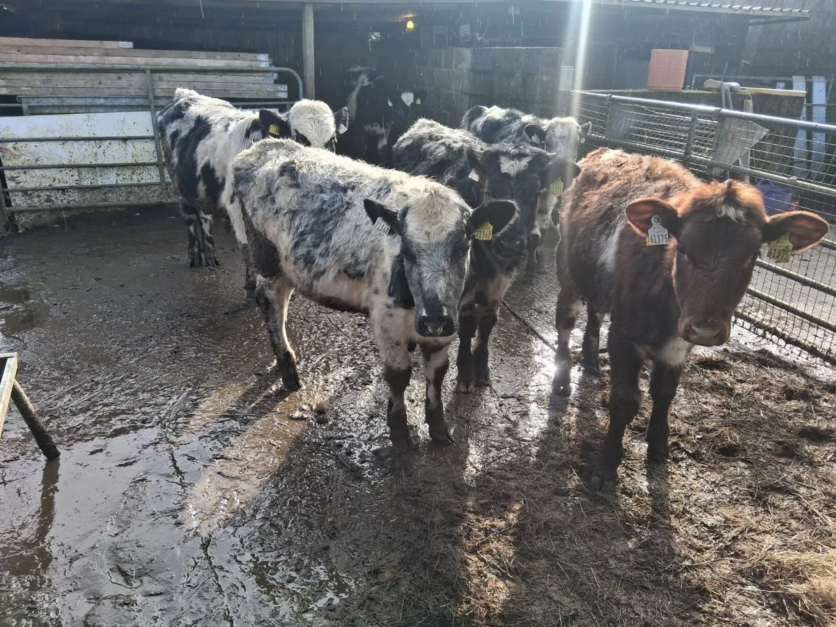 Shorthorn cattle - Image 4