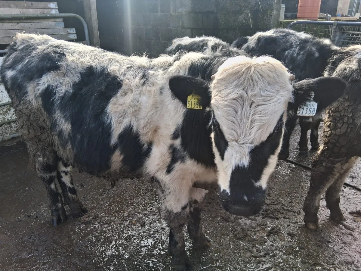 Shorthorn cattle - Image 1