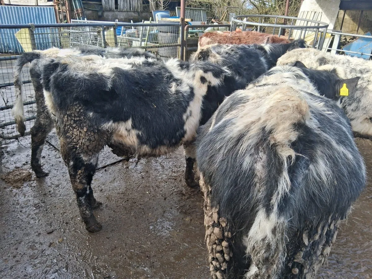 Shorthorn cattle - Image 2