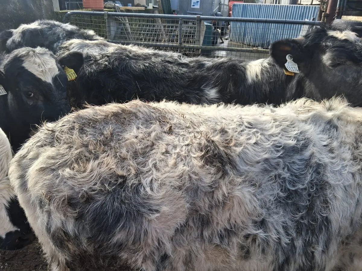 Shorthorn cattle - Image 3