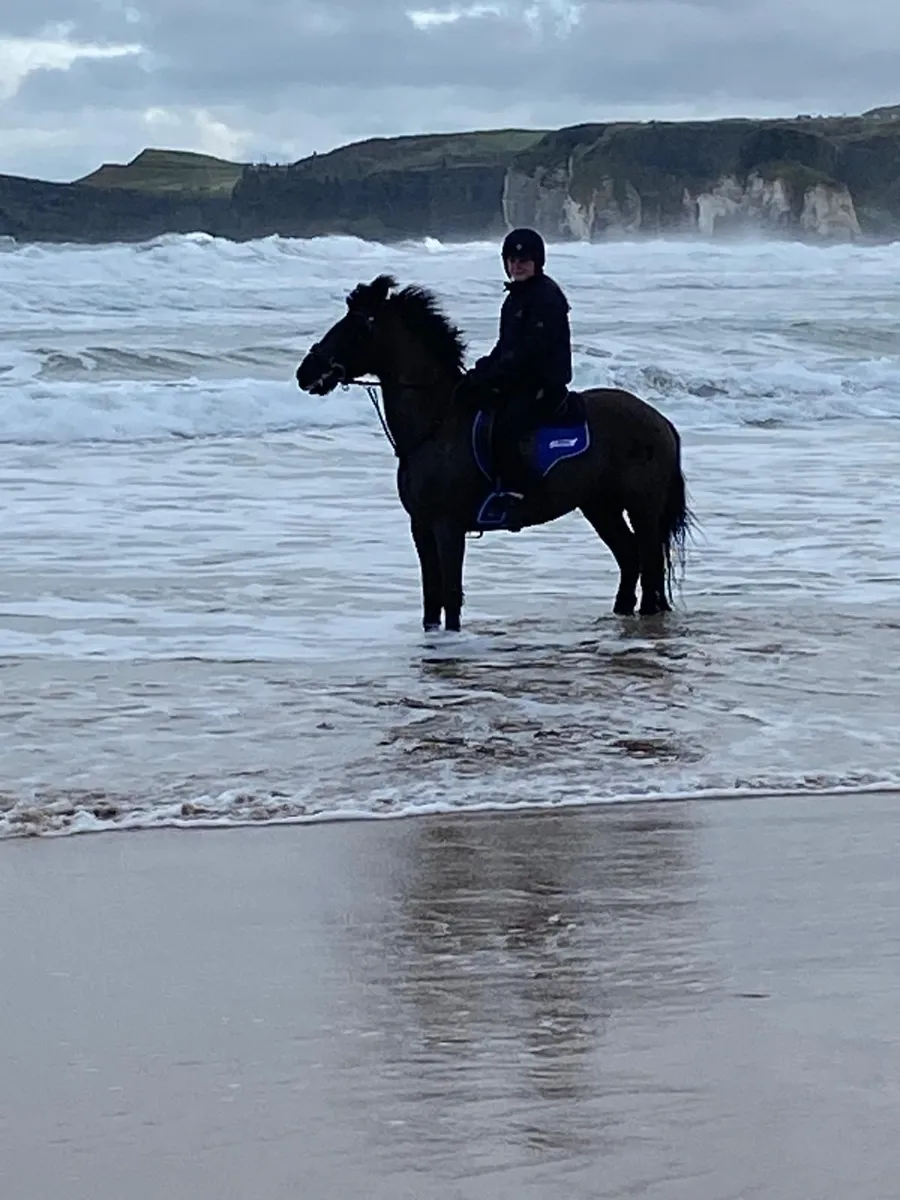 14hh All Rounder - Image 3