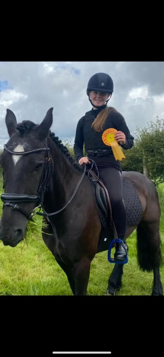 14hh All Rounder - Image 1