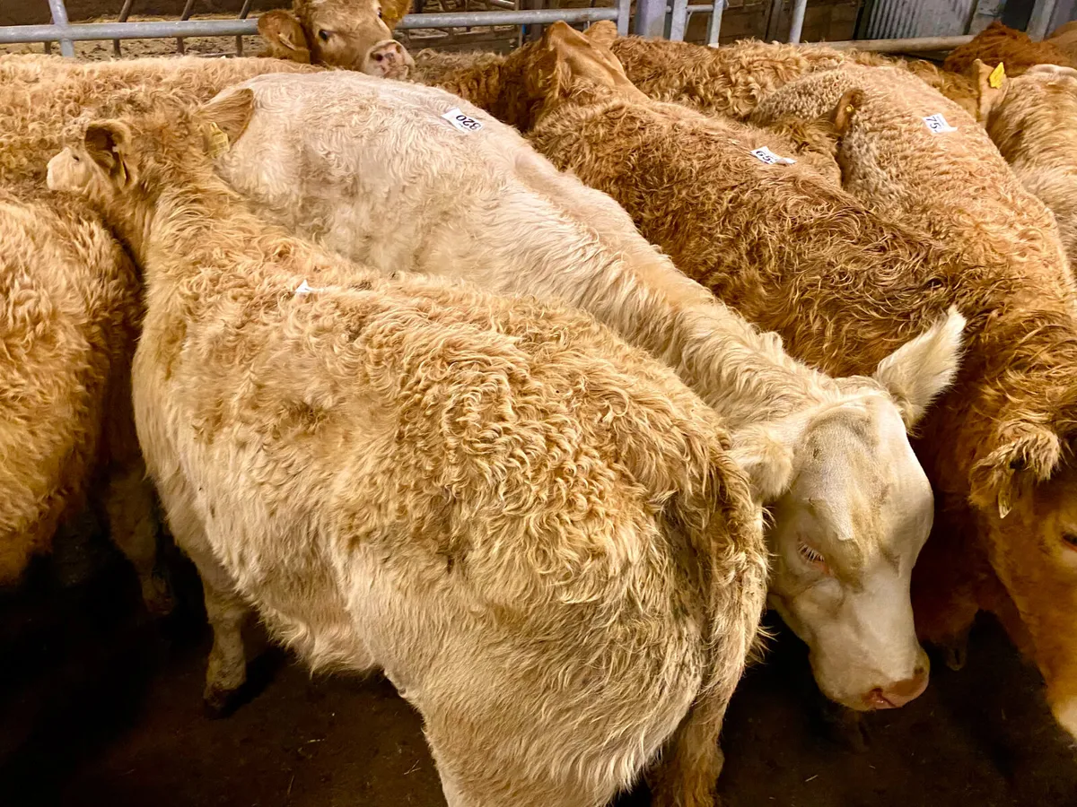 ☘️ 20 FRESH IN DONEGAL HEIFERS ☘️ - Image 3