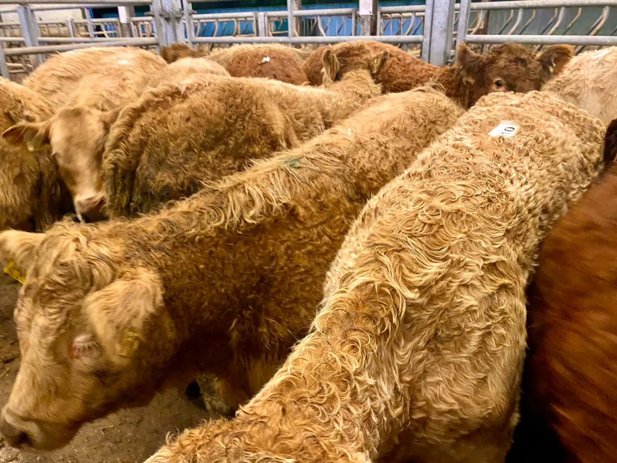 ☘️ 20 FRESH IN DONEGAL HEIFERS ☘️ - Image 2