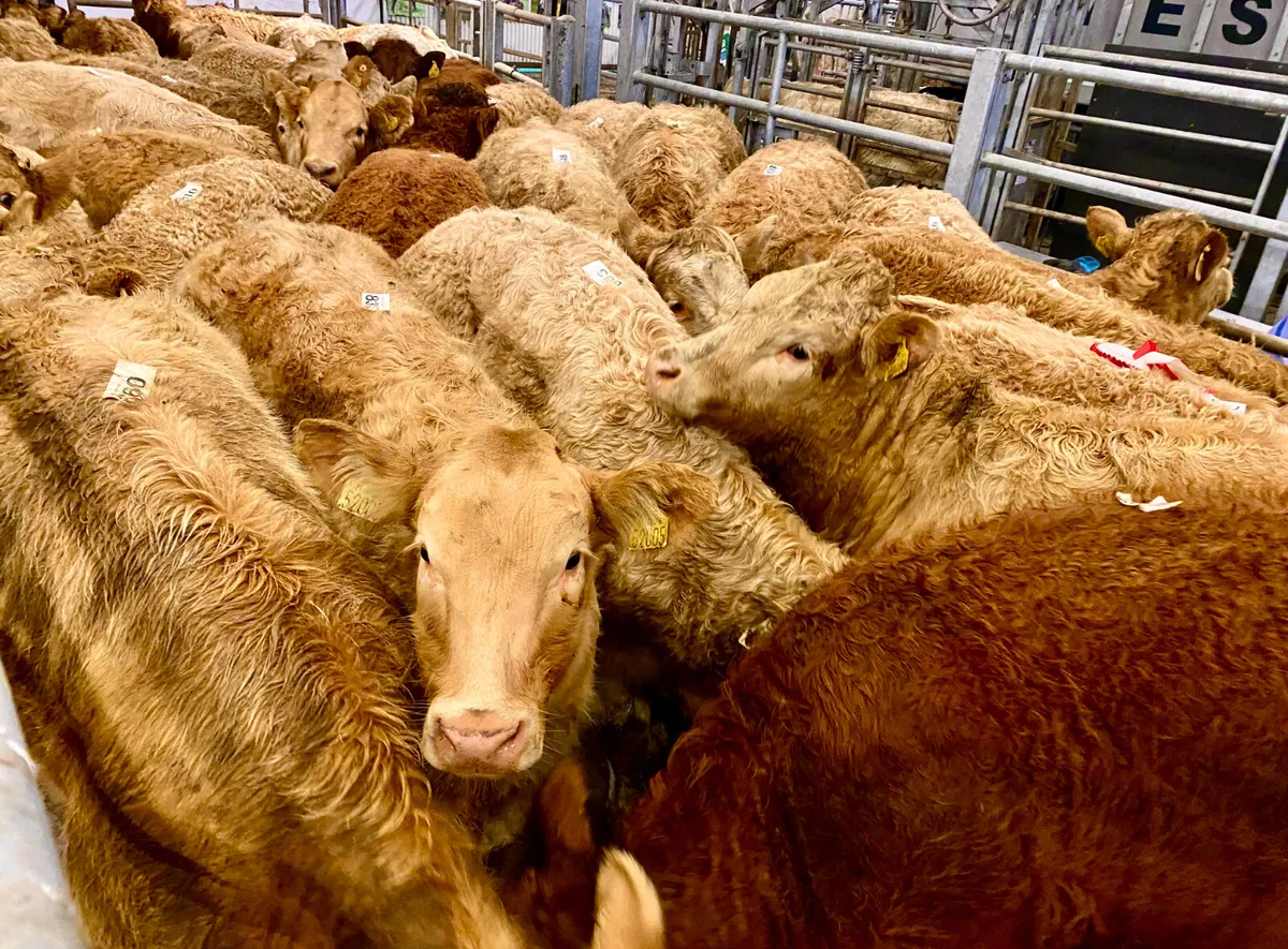 20 CHAROLAIS HEIFERS - Image 1