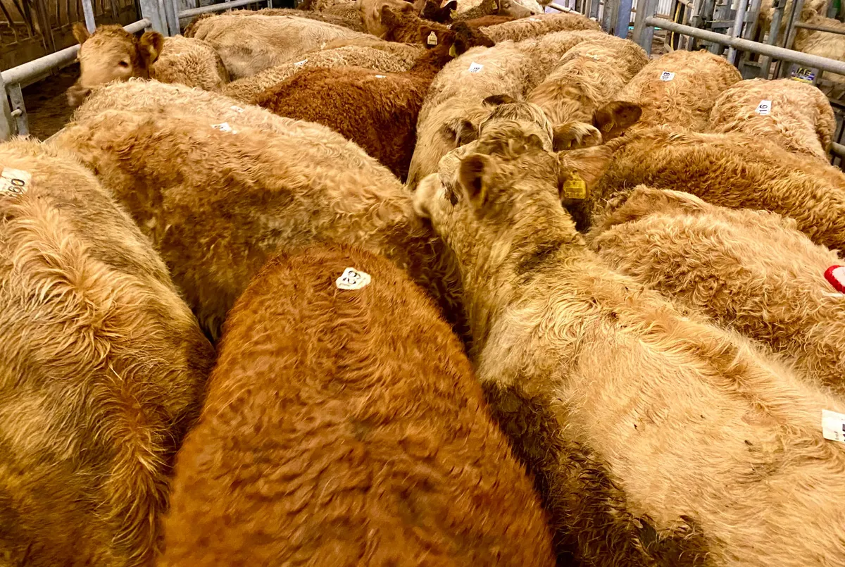 ☘️ 20 FRESH IN DONEGAL HEIFERS ☘️ - Image 4