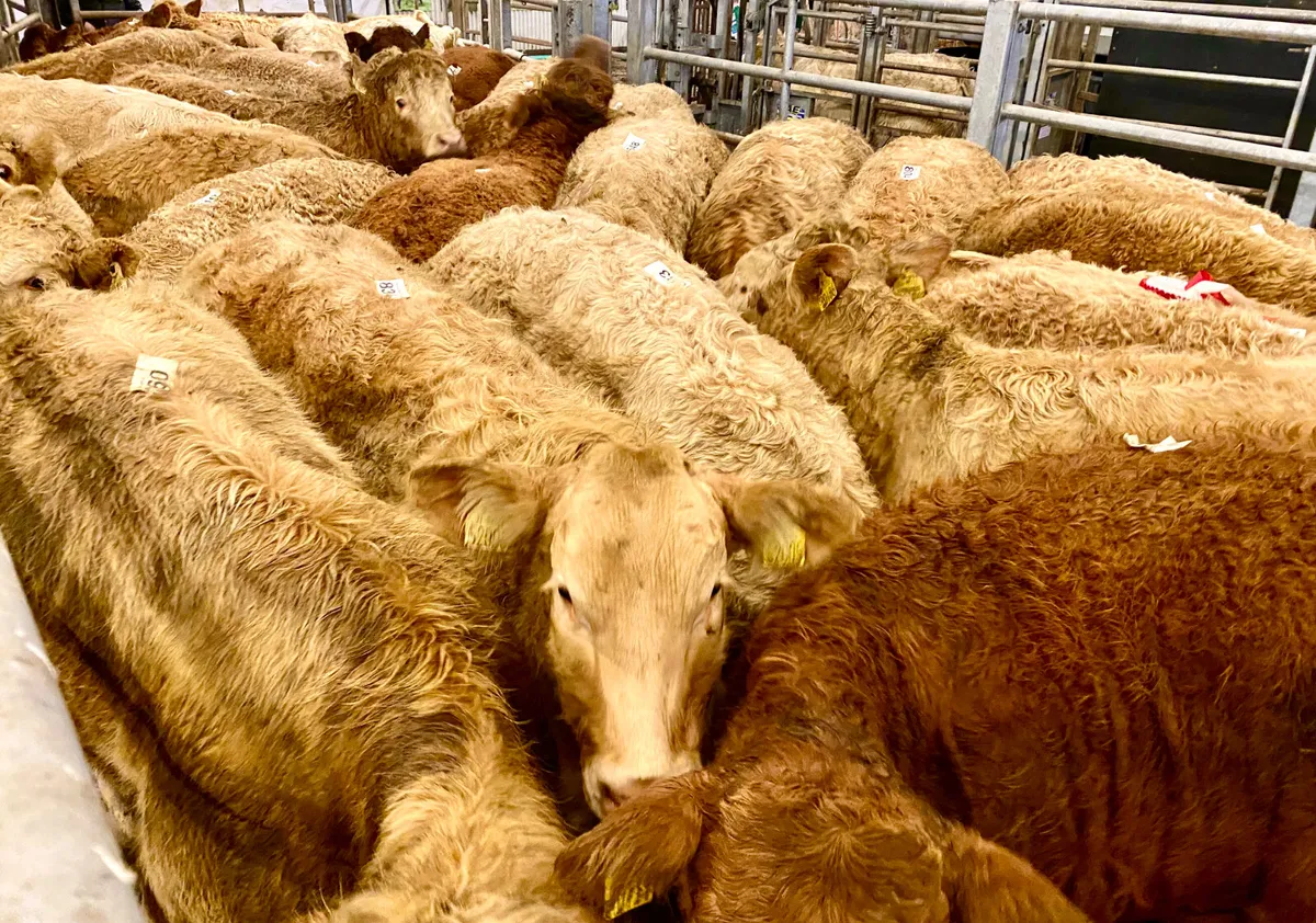 SMASHING CHAROLAIS HEIFERS - Image 1