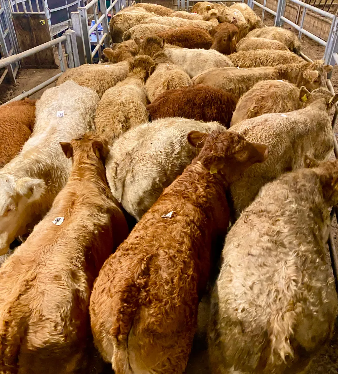 20 CHAROLAIS HEIFERS - Image 1