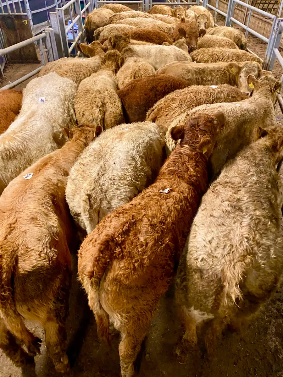 ☘️ 20 FRESH IN DONEGAL HEIFERS ☘️ - Image 1