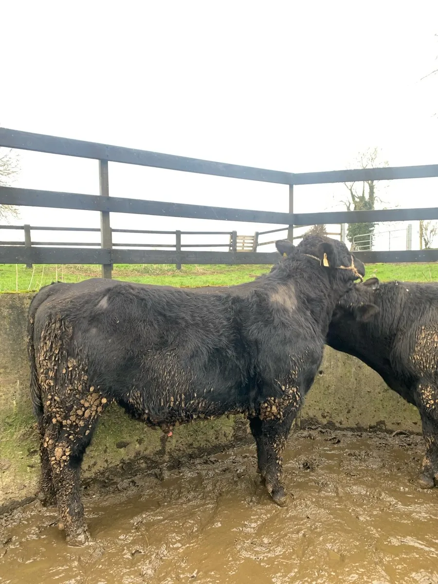 Pedigree Angus Bulls - Image 3