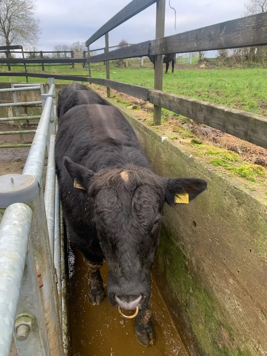 Pedigree Angus Bulls - Image 2