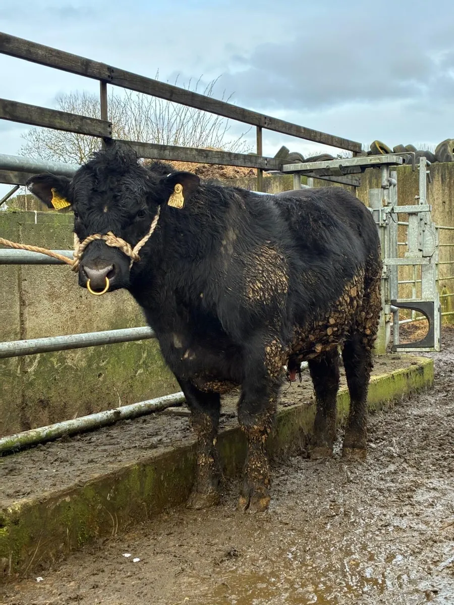 Pedigree Angus Bulls - Image 1