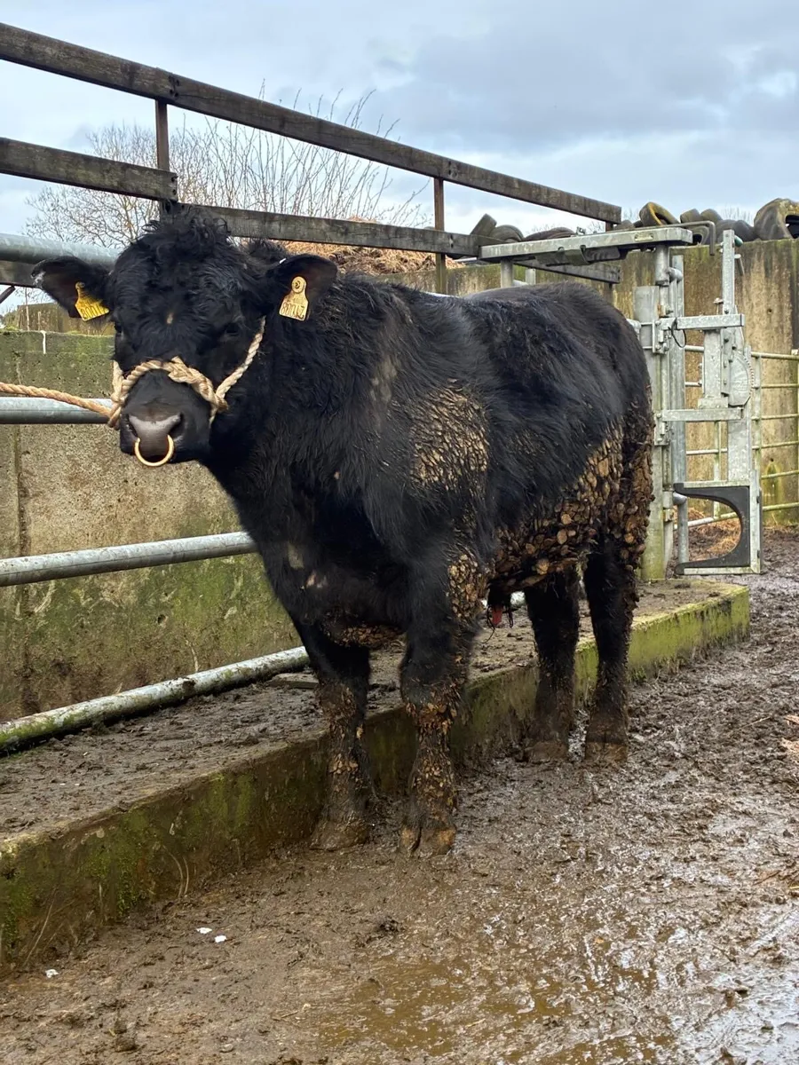 Pedigree Angus Bulls - Image 4