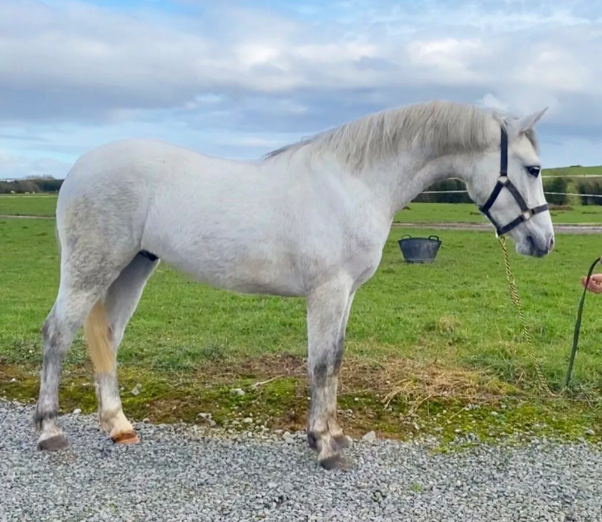 Connemara gelding - Image 3