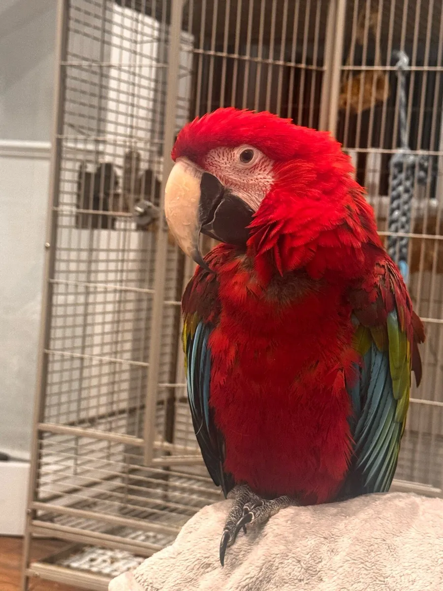 Macaw - Image 1