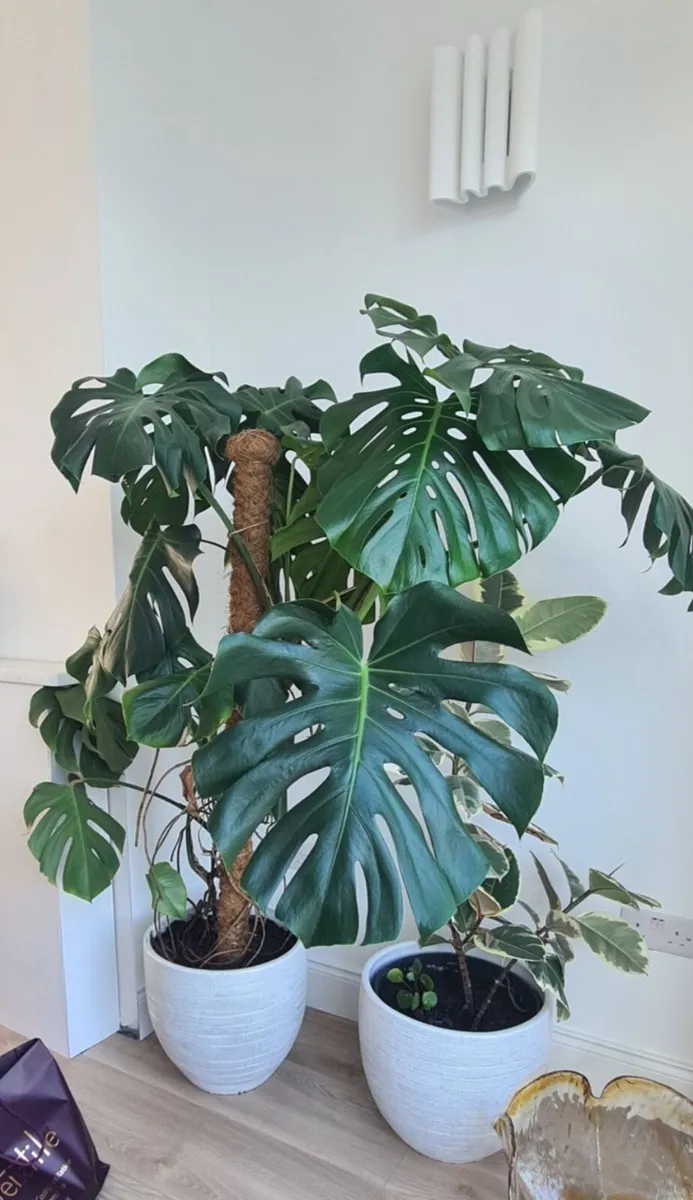 Indoor Plant - Monsterra