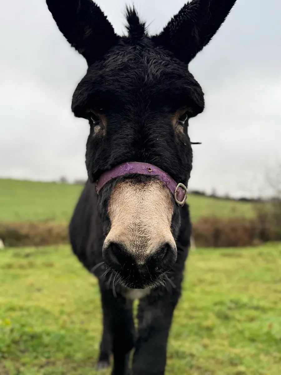 Jack donkey - Image 2